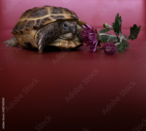 Asian land turtle with a red chrysanthemum on a red background