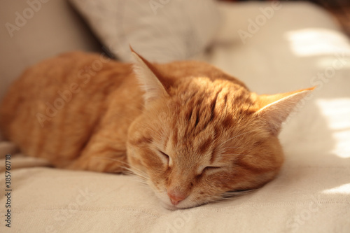 ソファでくつろぐ猫 © Paylessimages