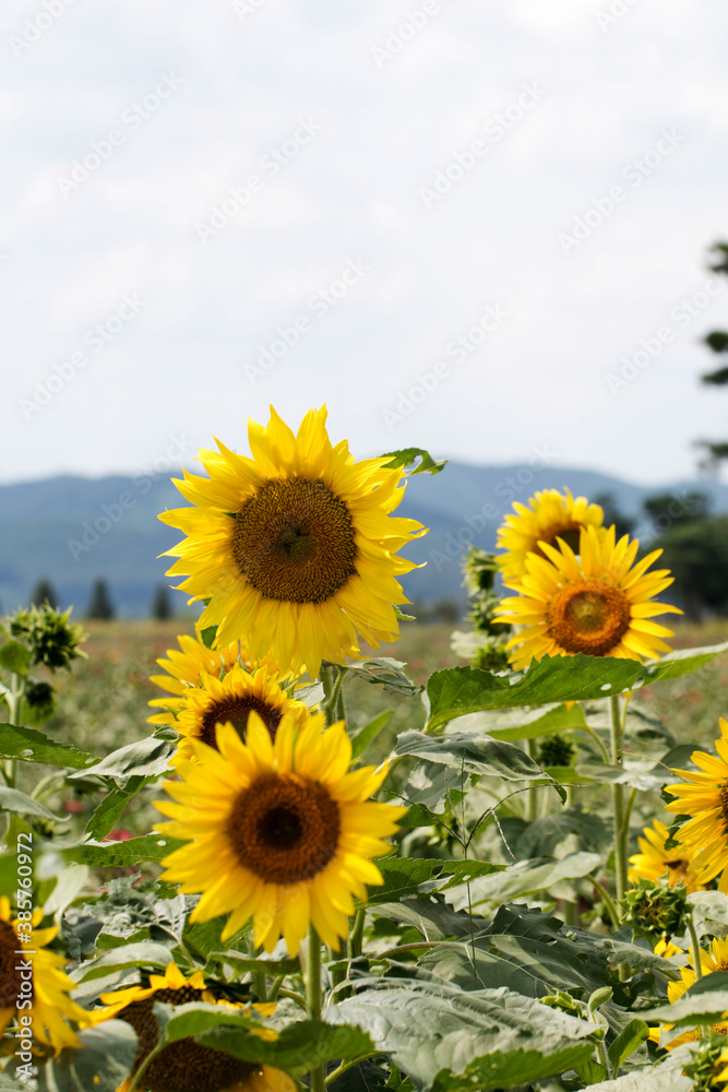 Fototapeta premium Beautiful sunflower Iin the field 