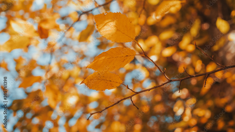 Autumn yellow leaves - Golden colors of the Autumn Autumn yellow leaves - Golden colors of the Autumn