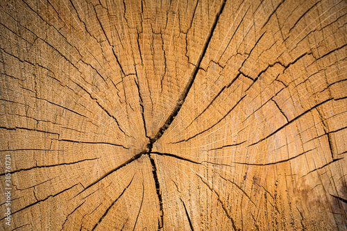 Wood texture background surface. Natural wood texture. Timber background of wood texture.