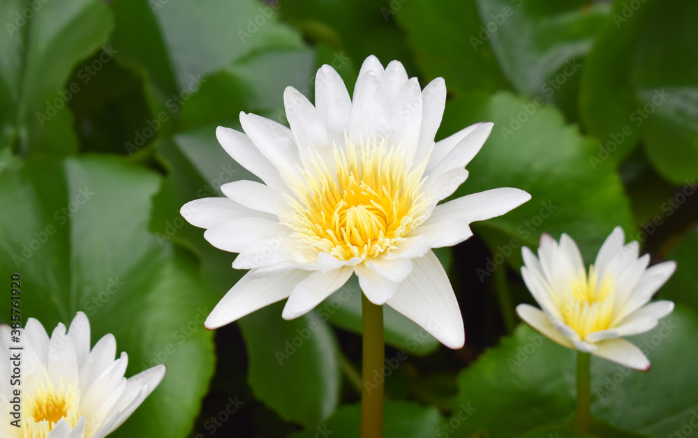 white lotus flower
