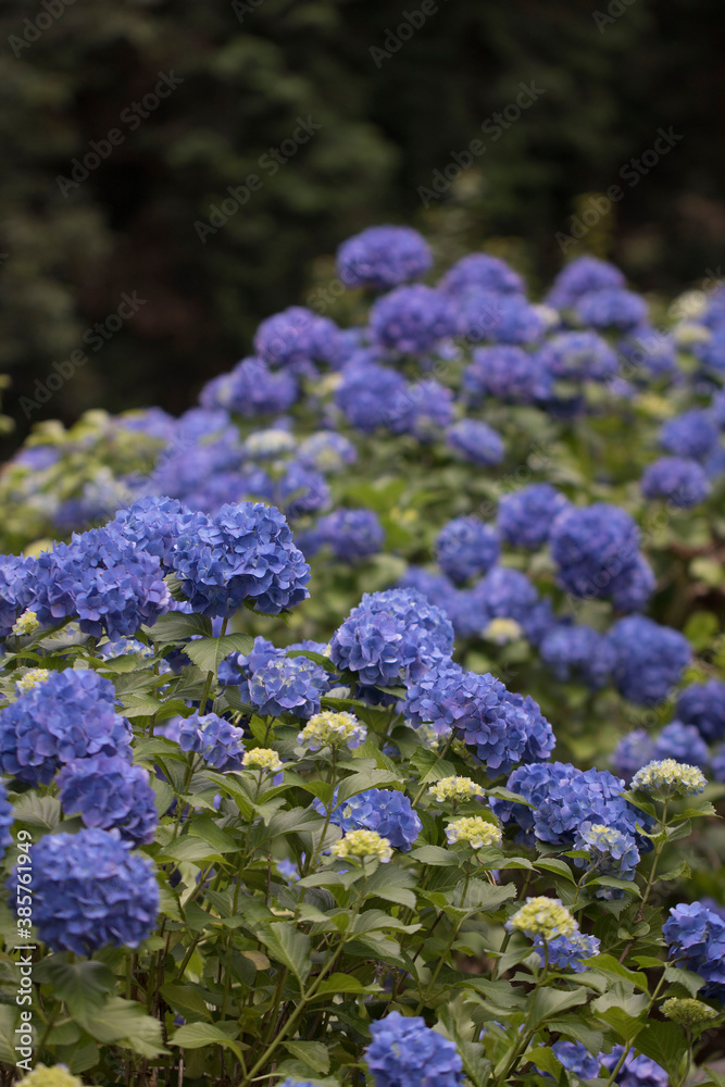 Beautiful hydrangea in the outside
