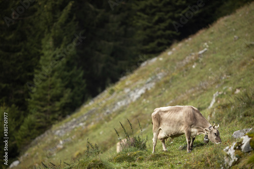 Brown mountain cows grazing on an alpine pasture in the Bernese Alps in summer. Grindelwald, Switzerland