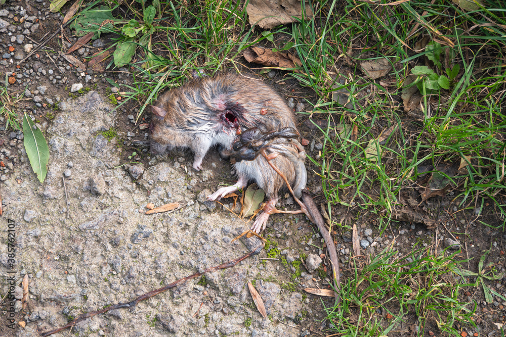 Big brown rat has been shot and lies on the roadside with intestines out