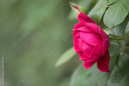 beautiful rose in the field 