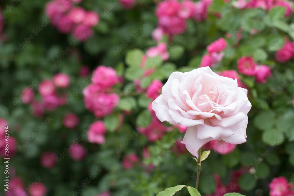 beautiful rose in the field
beautiful rose in the field
