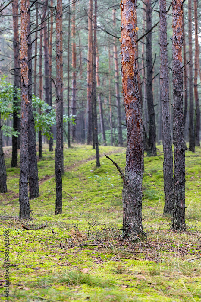 Fototapeta premium Morning in the forest, woods