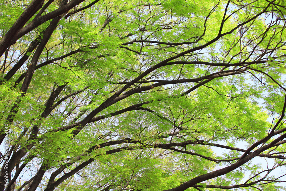 Fototapeta premium 公園の新緑