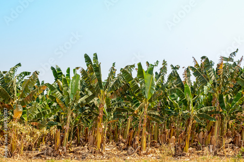Banana plantation on sunny day.