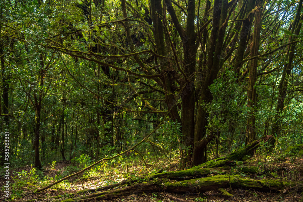 Obraz premium trees in the woods