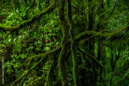 green moss on the tree © Peerawat
