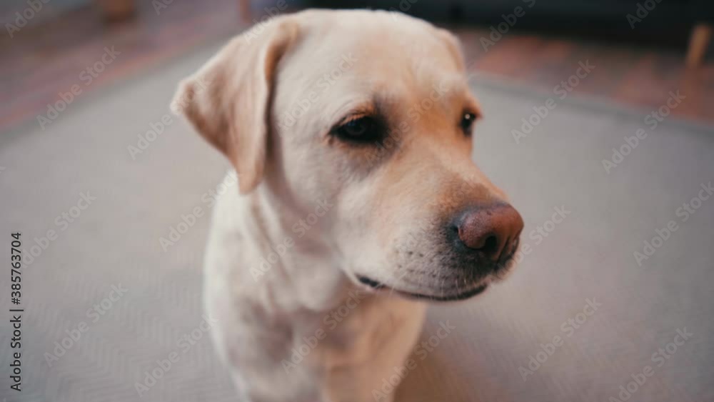 Selective focus of labrador looking at camera and sitting on carpet at home Selective focus of labrador looking at camera and sitting on carpet at home