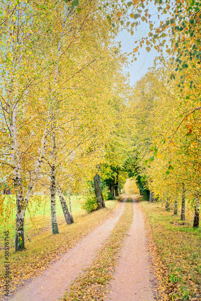 Obraz premium Autumn view with birch trees and the road