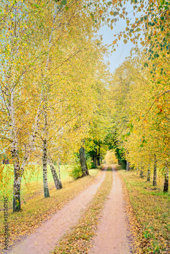 Autumn view with birch trees and the road