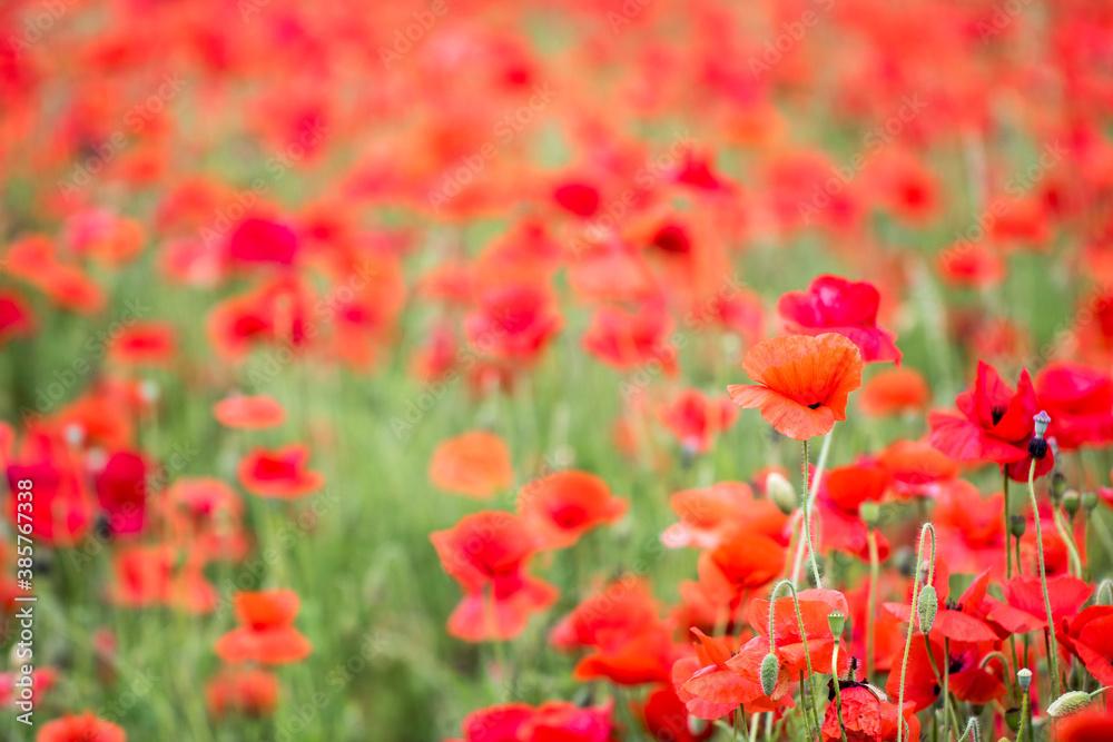 Beautiful Wonderful poppy in field
