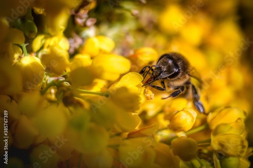 Bee close-up . A bee pollinates a flower . A bee on a yellow flower.