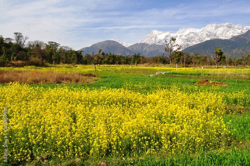 Mustard fields in full bloom against the backdrop of snow covered mountains in Kangra valley of Himachal Pradesh, India.