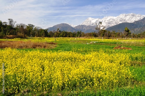 Mustard fields in full bloom against the backdrop of snow covered mountains in Kangra valley of Himachal Pradesh, India.