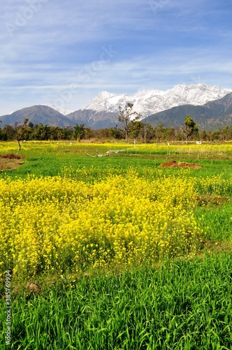 Fotografía Mustard fields in full bloom against the backdrop of snow covered mountains in Kangra valley of Himachal Pradesh, India