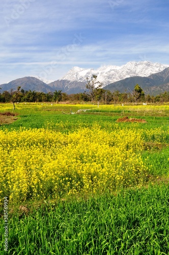 Mustard fields in full bloom against the backdrop of snow covered mountains in Kangra valley of Himachal Pradesh  India.