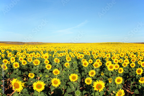 Field of sunflowers in rural Soria, Spain