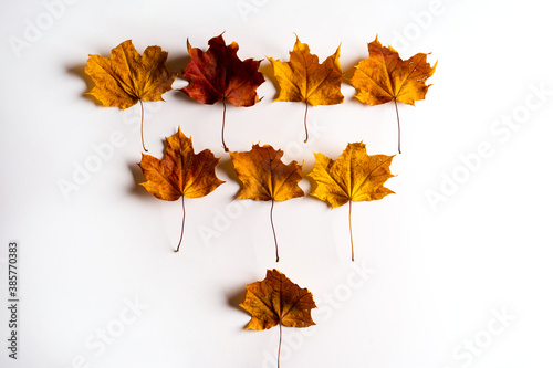 Colorful autumn maple leaves on a white background. Autumn concept.