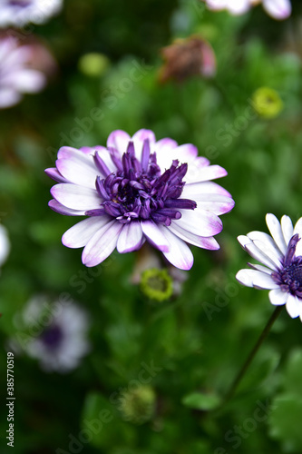 Top view of a blooming African daisy in a flower bed in a garden on a summer day.