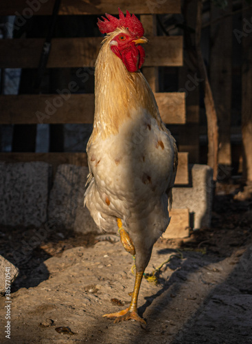 range chicken