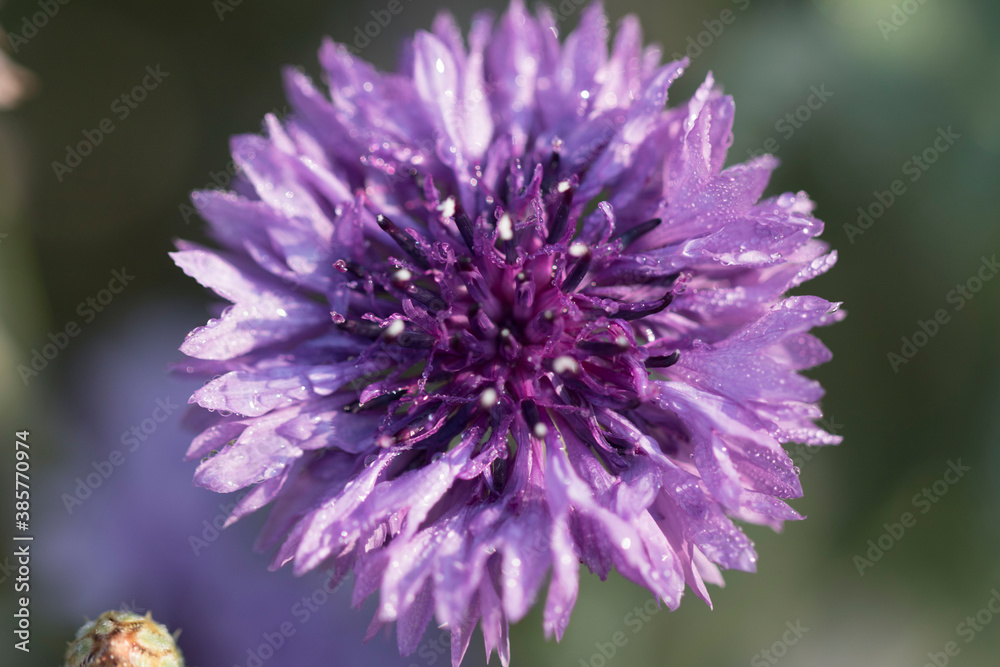 beautiful cornflower in the Field
beautiful cornflower in the Field
