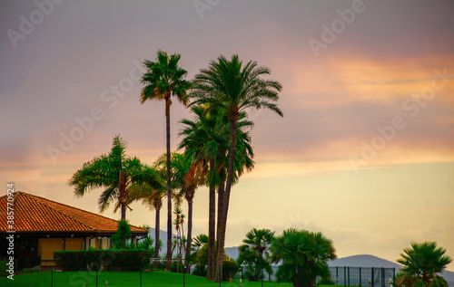 colorful silhouette of palm trees © sarka.svobodova