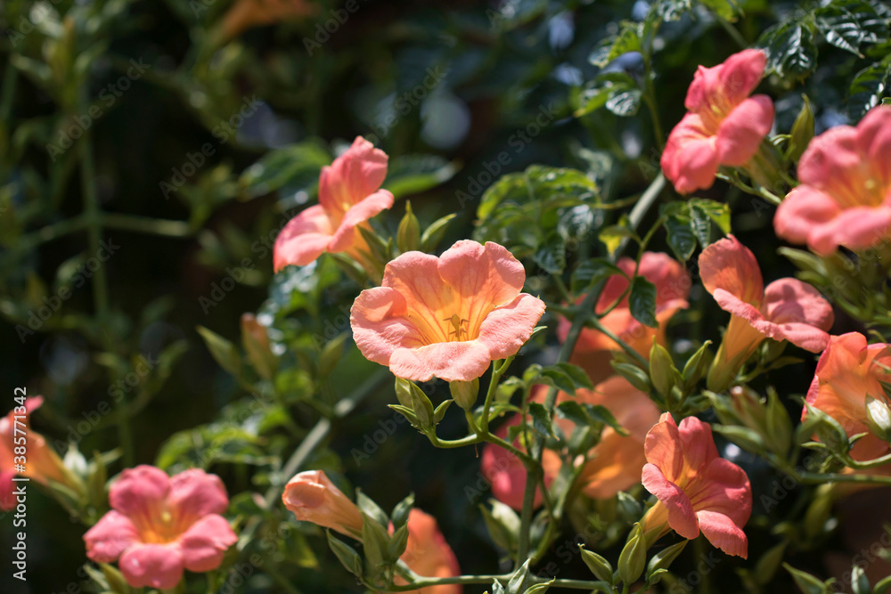 Beautiful trumpet creeper flower  in the early summer
