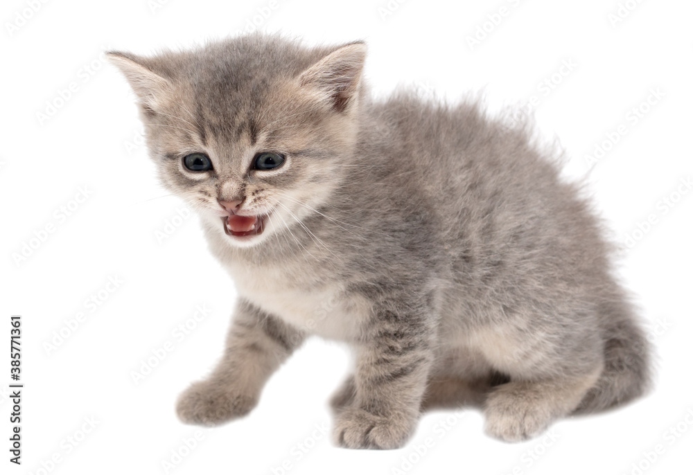 Little fluffy kitten isolated on a white