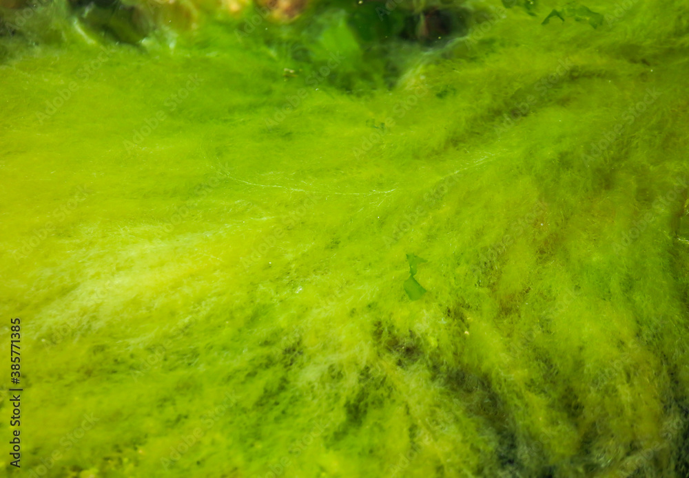 Close up of green algae on the seashore Close up of green algae on the seashore