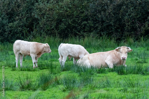 Kühe aus Holland