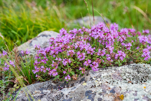 Close-up of flowering common thyme or Thymus vulgaris close