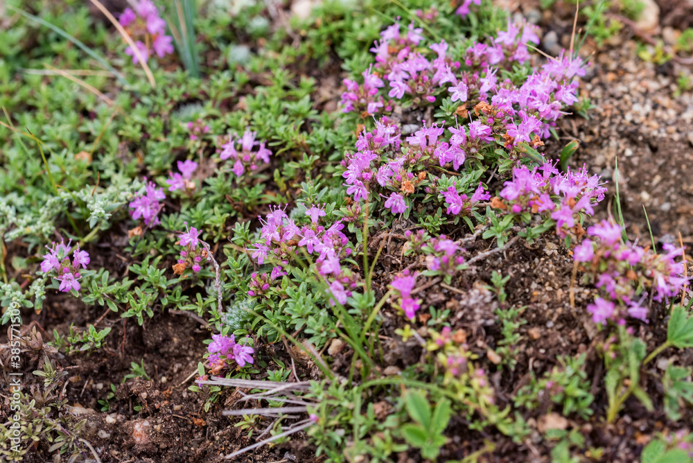 Close-up of flowering common thyme or Thymus vulgaris close Close-up of flowering common thyme or Thymus vulgaris close