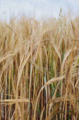 Kłos zbóż wśród pola i traw