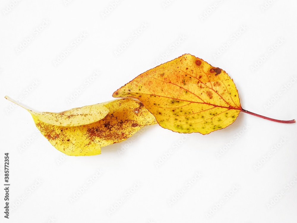 Naklejka premium golden autumn leaf