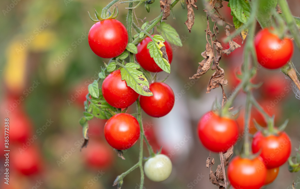 Ripe red tomatoes on the plant. Ripe red tomatoes on the plant.
