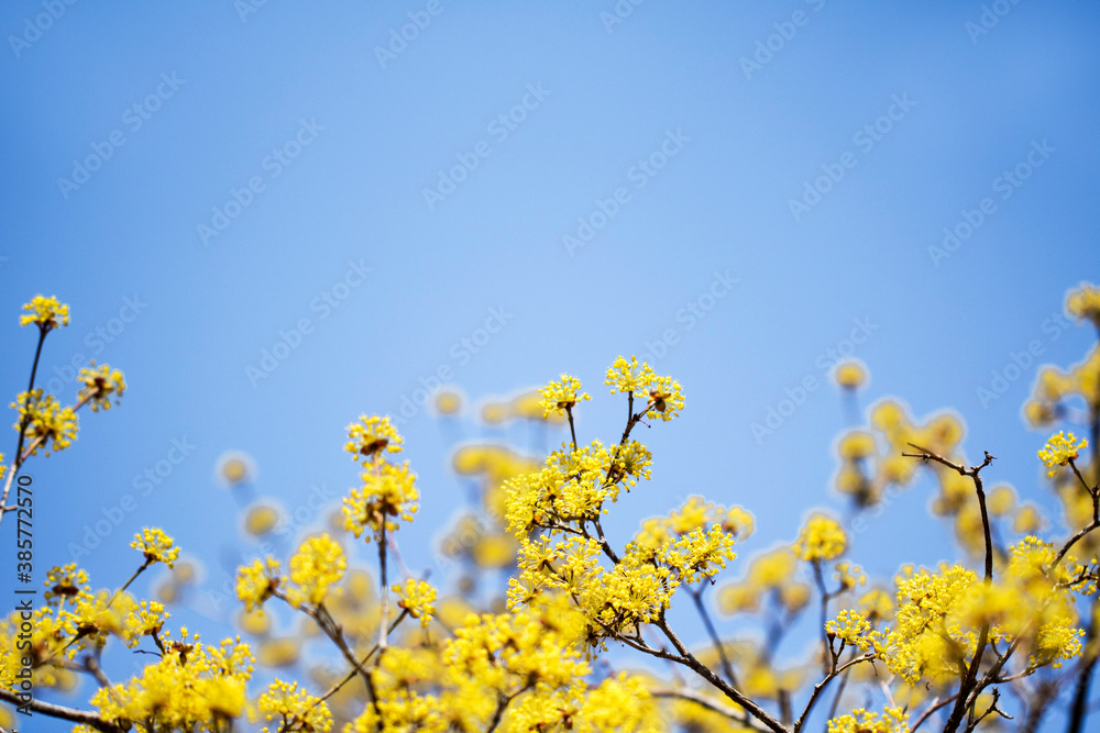 Spring Flower : Sansuyu flowers, knwon as Japanese cornlian cherry
Spring Flower : Sansuyu flowers, knwon as Japanese cornlian cherry