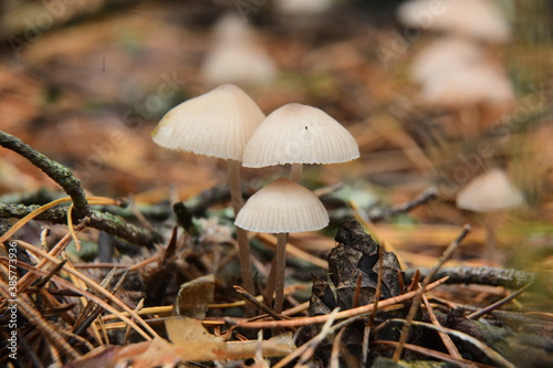 A group of poisonous mushrooms (fungus, toadstools) and moss in the autumn forest