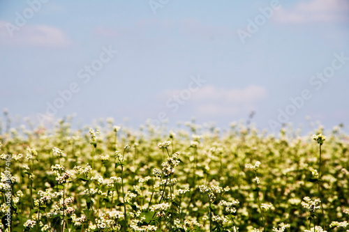 The beautiful buckwheat flowers in the field 