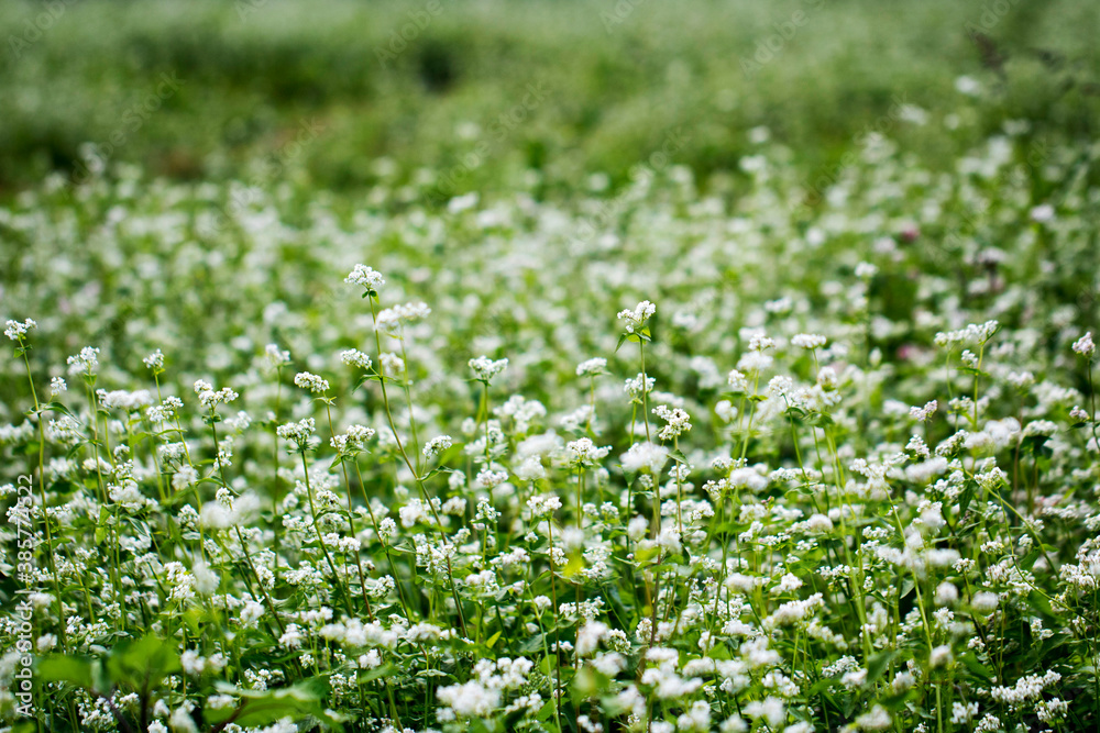 The beautiful buckwheat flowers in the field
The beautiful buckwheat flowers in the field