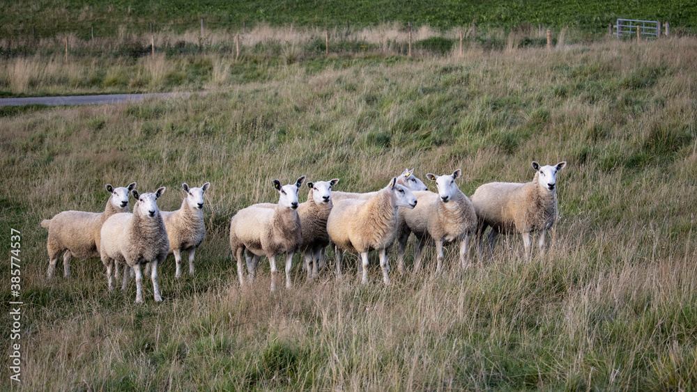 A flock of Sheep standing in a meadow