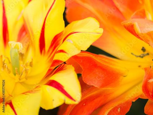tulipani e fioritura