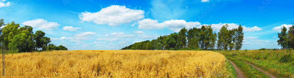 Beautiful summer panoramic scene with rural road and ripe oat golden field during sunny day. Beautiful summer panoramic scene with rural road and ripe oat golden field during sunny day.