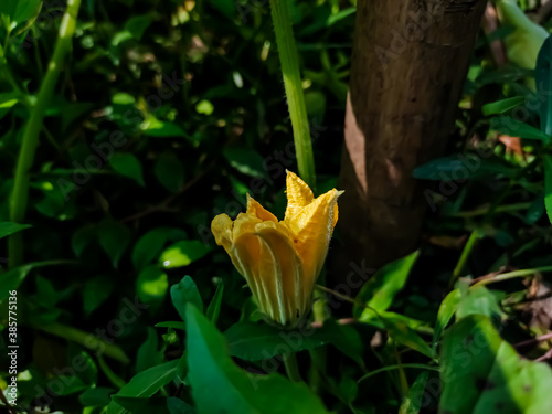 This is the small pumpkin flower in the garden when morning sunlight fall on this flower.