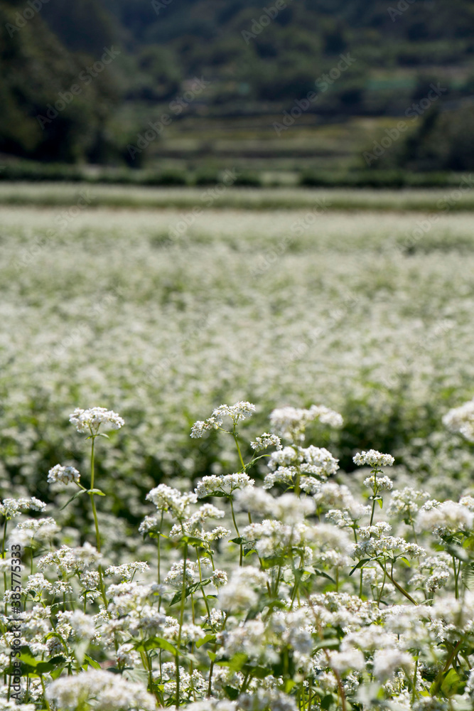 Obraz premium The beautiful buckwheat flowers in the field 