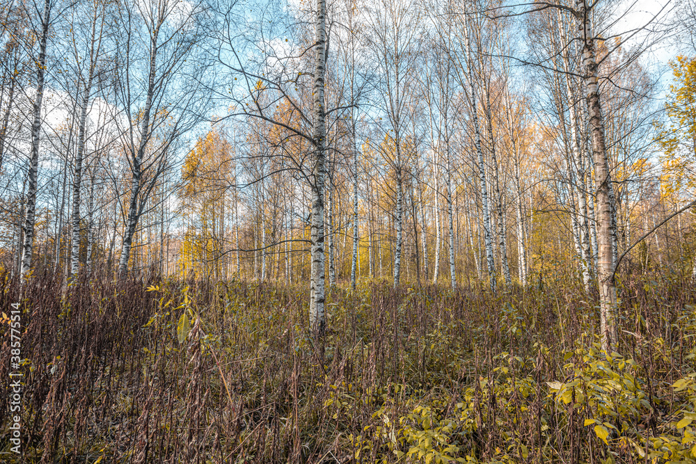 Fototapeta premium Colorful view of the autumn forest.